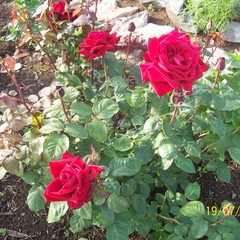 Это мои розы.Они посажены в нашем городе, потому что я хочу чтобы вокруг была любовь и счастье! © Ирина