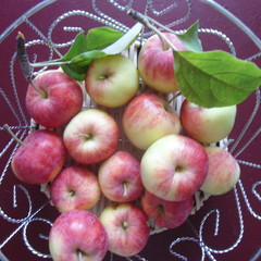 яблочки © Татьяна