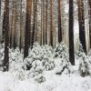 a wonderful walk in winter forest © RebelliousFlower