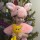 Спицына Маша, 3 года. 
Мама сшила мне костюм 
И игрушку свинку! 
Буду в Новый год плясать, 
Дед Морозу помогать! © Спицына Лана