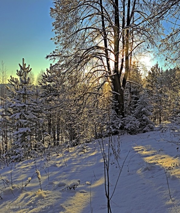 Утро в зимнем лесу © mspasov52
