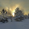 Январское утро в зимнем лесу © mspasov52