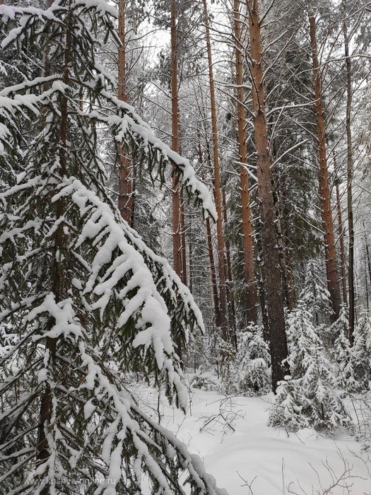 Зима, красота! 
Или 100 оттенков серого, если рассматривать! © Светлана Юрлова