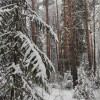 Зима, красота! 
Или 100 оттенков серого, если рассматривать! © Светлана Юрлова