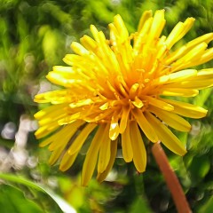 ... &copy; Alexandra_Loginova