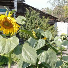 ... &copy; ��� ��� 