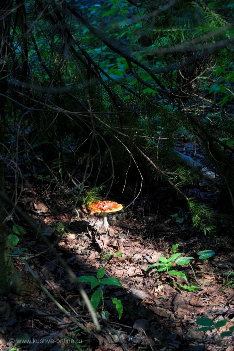 ... &copy; ����� ������������