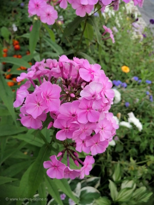 ... &copy; ������� ������