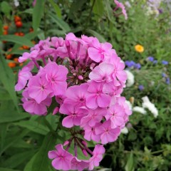 ... &copy; ������� ������