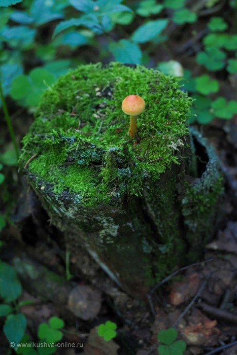 ... &copy; ����� ������������