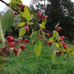 ... &copy; ������� ������