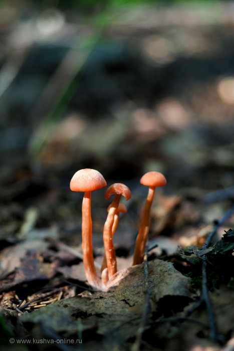 ... &copy; ����� ������������