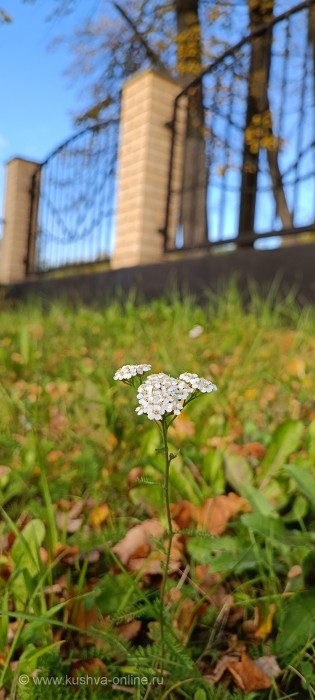    3  2025 . . : Alexandra_Loginova