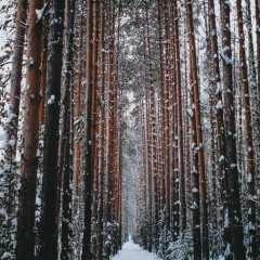 ... &copy; ��������� �����������